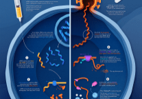 Comparing-How-COVID-19-Vaccines-and-Antiviral-Pills-Work_POSTER_VC_3_1200
