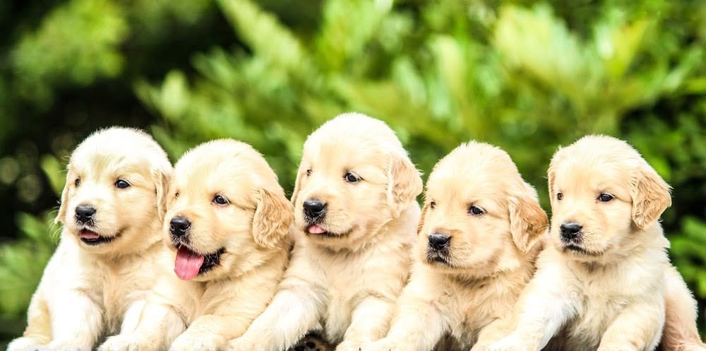 Picture of five golden retriever puppies posing for a picture