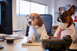 Bulldog And Beagle Dressed As Businessmen At Desk With Compute
