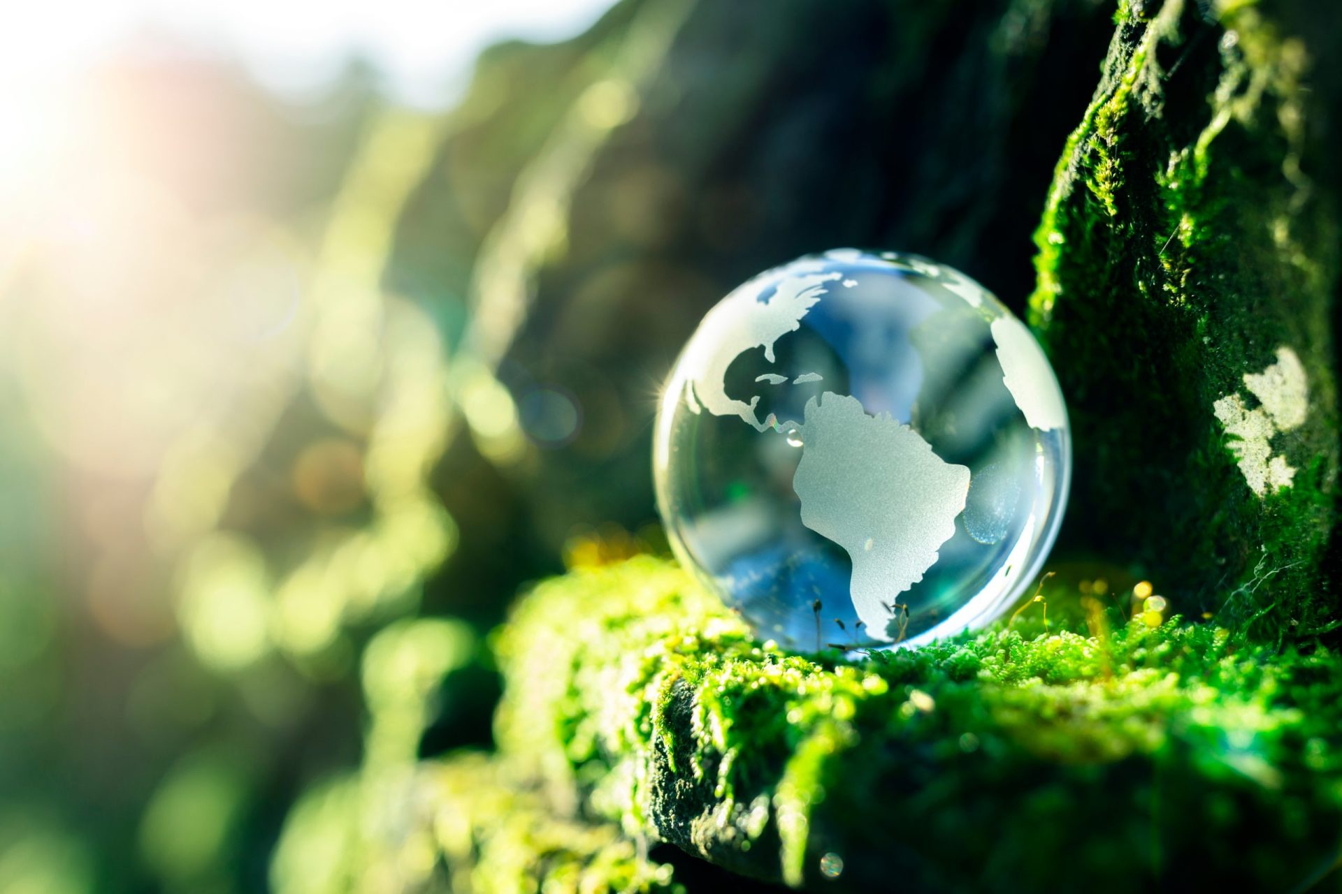 Glass globe on mossy rock with greenery in the background